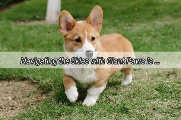 Navigating the Skies with Giant Paws Is Flying with Large Dogs Safe